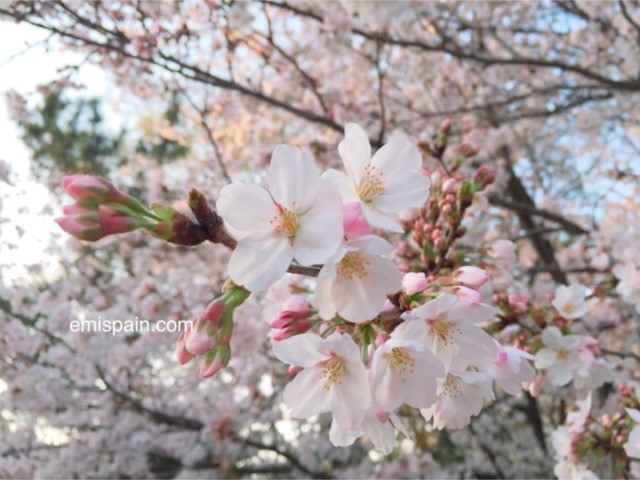 コロナ対策 やっぱり何か変 自分の国 Andalucia アンダルシア街歩き From スペイン